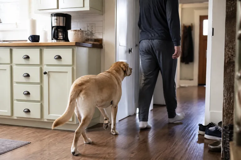 A yellow Labrador following its owner through a bright American kitchen
